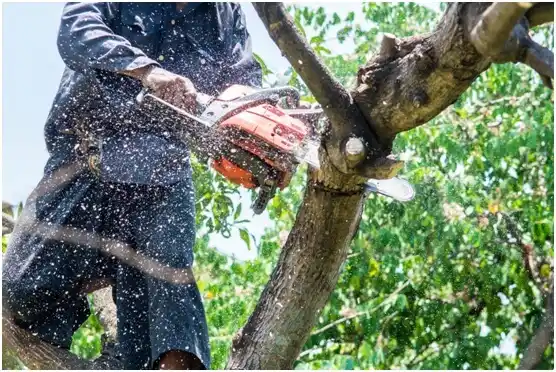 tree services East Petersburg